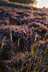 Purple heather