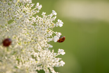 ladybug on queen anne's lace