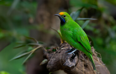 Beautiful green bird in nature Golden-fronted Leafbird
