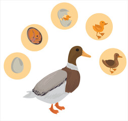 Life cycle of duck vector. Developmental process of duck vector illustration