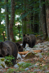 Fototapeta na wymiar mother bear with her cubs in the forest