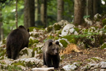 mother bear with her cubs in the forest