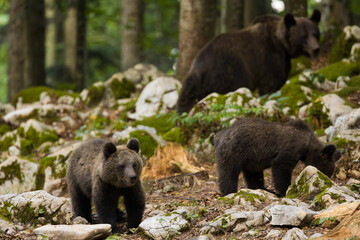 mother bear with her cubs in the forest
