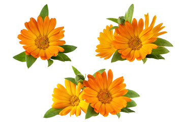Calendula officinalis flower isolated on transparent background. Yellow marigold flower blossom and leaf for design.