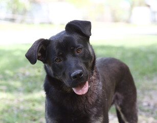 black dog closeup portrait on green grass background