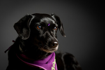 cachorro preto sem raça posando para fotos em estudio fotografico e bandana roxa
