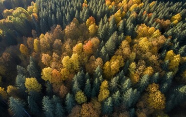 Fototapeta na wymiar Aerial view of autumn trees in forest Salzburg Austria. AI, Generative AI