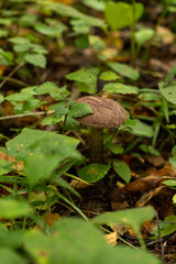Edible mushroom birch bolete in the forest