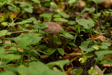 Edible mushroom birch bolete in the forest