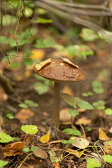 Edible mushroom birch bolete in the forest