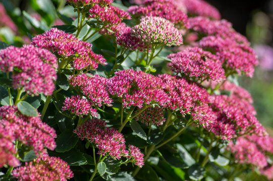 Hylotelephium sedum spectabile autumnal purple flowering ornamental plant, beautiful autumn joy stonecrop flowers in bloom
