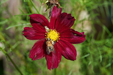 Rote Blüte mit Wildbiene