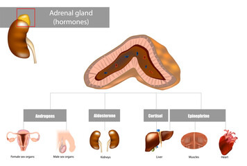 Adrenal gland hormones. Aldosterone, Cortisol, Epinephrine, Androgens. 