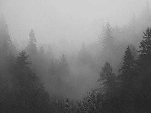 misty morning in the forest