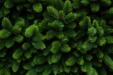 Festive Christmas Green Pine Tree Background - Generative AI