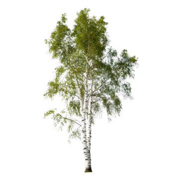 Summer green birch tree, png file of isolated cutout object on transparent background.