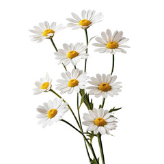 Obraz premium bouquet of chamomile daisy flowers , png file of isolated cutout object on transparent background.