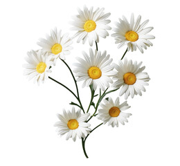 bouquet of chamomile daisy flowers , png file of isolated cutout object on transparent background.