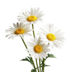 bouquet of four chamomile daisy flowers , png file of isolated cutout object on transparent background.
