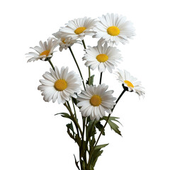 bouquet of chamomile daisy flowers , png file of isolated cutout object on transparent background.