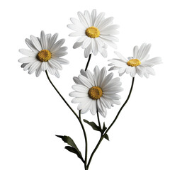 bouquet of four chamomile daisy flowers , png file of isolated cutout object on transparent background.