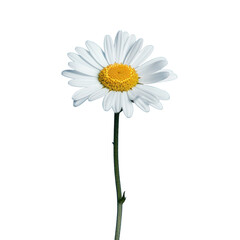 Fototapeta na wymiar one white chamomile daisy flower , png file of isolated cutout object on transparent background.