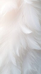 Fototapeta premium snow white feathers, feathers close up, background texture, abstract. background of feathers, close-up
