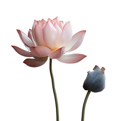 one pink lotus flower, png file of isolated cutout object on transparent background.