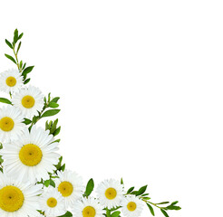 Daisy flowersand green grass in a corner floral arrangement isolated on white or transparent background