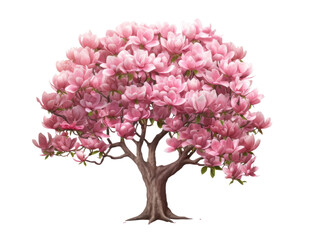 Fototapeta premium pink flowering magnolia tree , png file of isolated cutout object on transparent background.