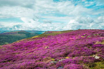 hillside and moorland covered in a blanket of vibrant purple heather a picturesque landscape of...