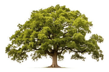 green oak tree, png file of isolated cutout object on transparent background.
