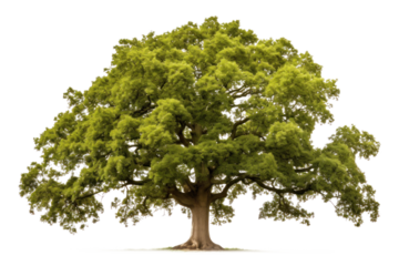 green oak tree, png file of isolated cutout object on transparent background.