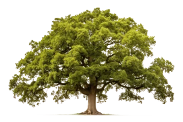Foto op Aluminium green oak tree, png file of isolated cutout object on transparent background. © Аrtranq