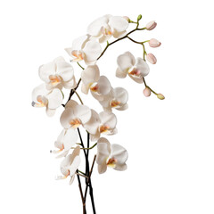 Fototapeta premium branch of white orchid flowers , png file of isolated cutout object on transparent background.