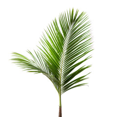 palm foliage, png file of isolated cutout object on transparent background.