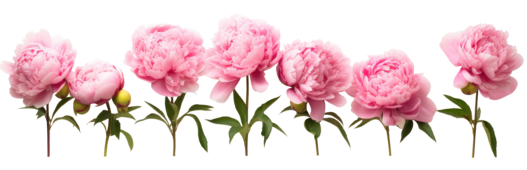 row of pink peonies flower , png file of isolated cutout object on transparent background.