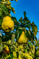 Reife Quitten an einem Quittenbaum