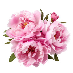 bouquet of pink peonies flowers , png file of isolated cutout object on transparent background.