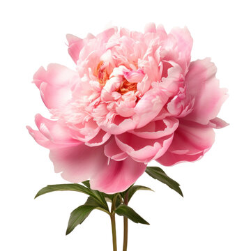pink peonies flower , png file of isolated cutout object on transparent background.