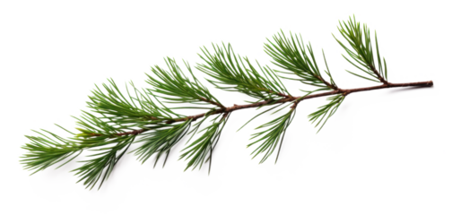 pine branch with needles , png file of isolated cutout object on transparent background.