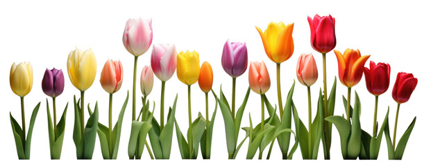 row of colorful tulip flowers, png file of isolated cutout object on transparent background. - obrazy, fototapety, plakaty