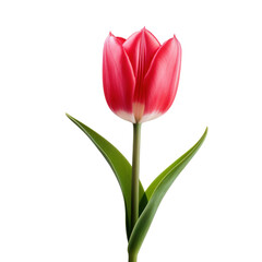 one pink tulip flower, png file of isolated cutout object on transparent background.