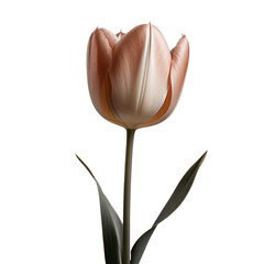 one beige tulip flower, png file of isolated cutout object on transparent background.