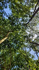 Trees seen from below in the forest 
