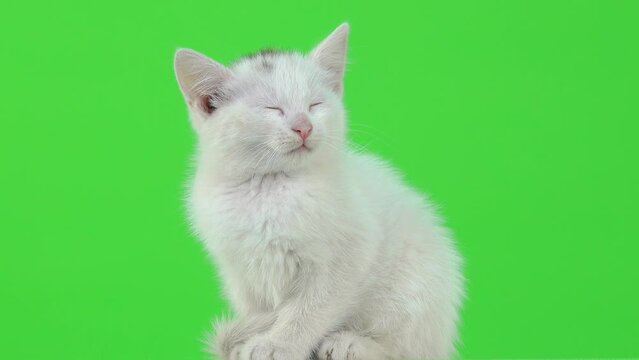 white kitten falling a sleep on a green screen. sound
