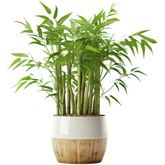 Bamboo in pot, isolated on transparent background
