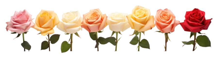 Fotobehang row of multi-colored rose flowers , png file of isolated cutout object on transparent background. © Аrtranq