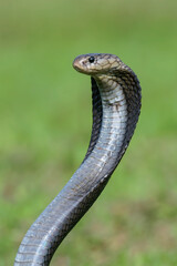 Javanese spitting cobra on a grassland
