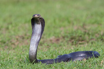 Fototapeta premium Javanese spitting cobra on a grassland